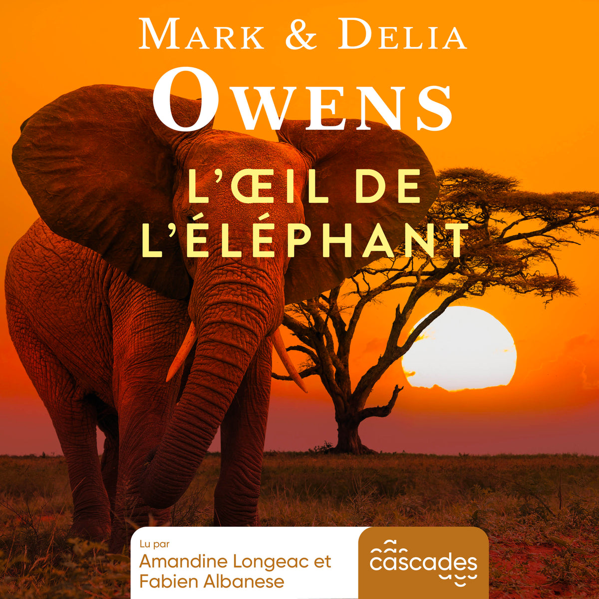 L'œil de l'éléphant