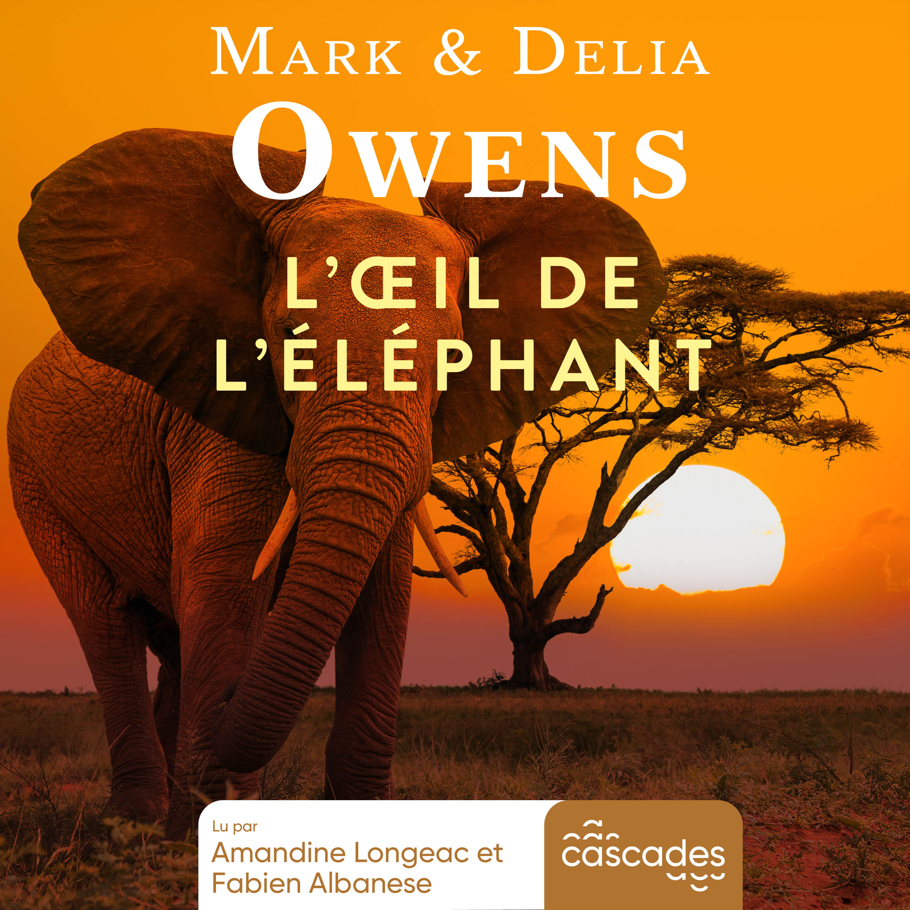 L'œil de l'éléphant